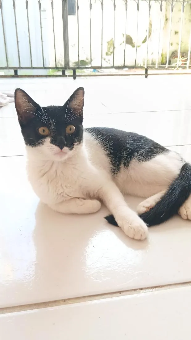Gato raça SRD-ViraLata idade 2 a 6 meses nome Lila