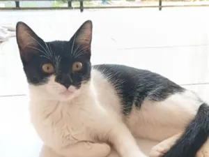 Gato raça SRD-ViraLata idade 2 a 6 meses nome Lila