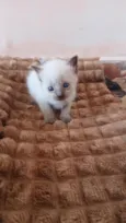 lulu