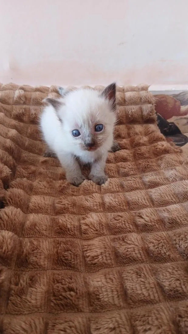 Gato raça SRD-ViraLata idade Abaixo de 2 meses nome lulu
