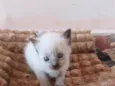 lulu