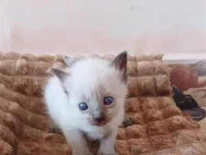 Gato raça SRD-ViraLata idade Abaixo de 2 meses nome lulu