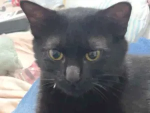 Gato raça SRD-ViraLata idade 1 ano nome Freddy