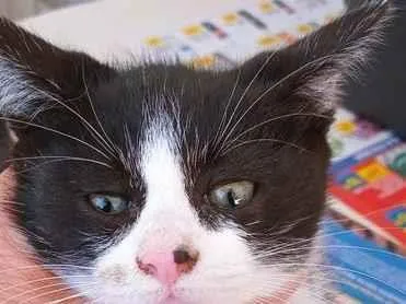 Gato raça SRD-ViraLata idade 2 a 6 meses nome DARIO FRAJOLA