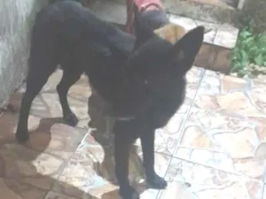 Cachorro raça Pastor Alemão idade 3 anos nome Pastor Belga preto 