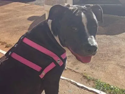 Cachorro raça Pit-Bull idade 7 a 11 meses nome Aurora
