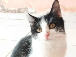 Gato raça SRD-ViraLata idade 2 a 6 meses nome Flufi