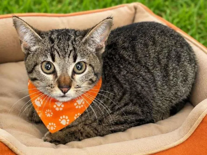 Gato raça SRD-ViraLata idade 2 a 6 meses nome Filhotes 