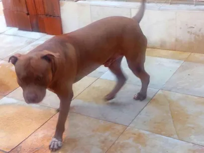 Cachorro raça Pit-Bull idade 2 anos nome Thor 