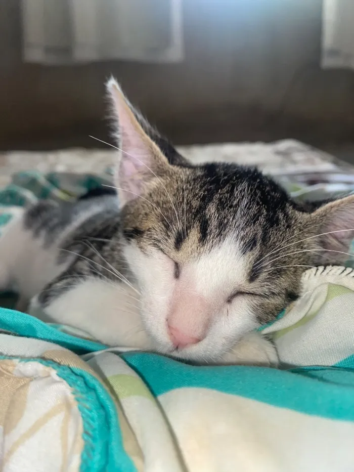 Gato raça SRD-ViraLata idade 1 ano nome Théo