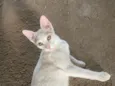Théo