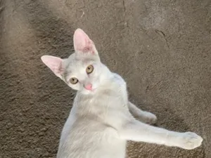 Gato raça SRD-ViraLata idade 1 ano nome Théo