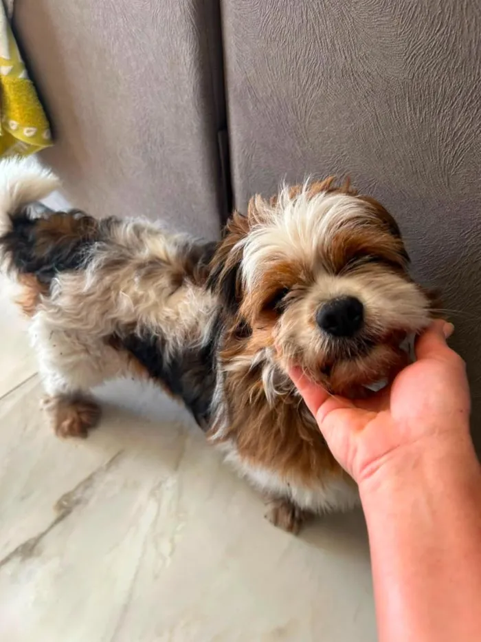 Cachorro raça Shitzu idade 2 anos nome Sem Nome Definido