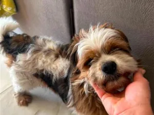 Cachorro raça Shitzu idade 2 anos nome Sem Nome Definido