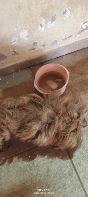 Cachorro raça Shitzu idade 5 anos nome Patrik