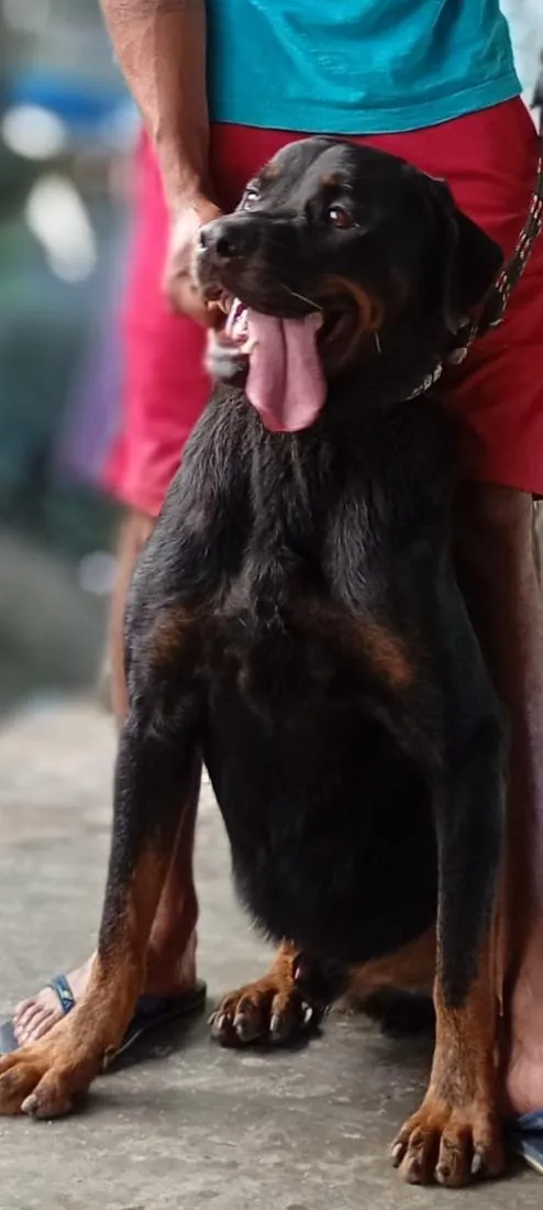 Cachorro raça Rottweiler idade 2 a 6 meses nome thor