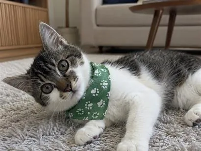Gato raça SRD-ViraLata idade 2 a 6 meses nome Filhotes