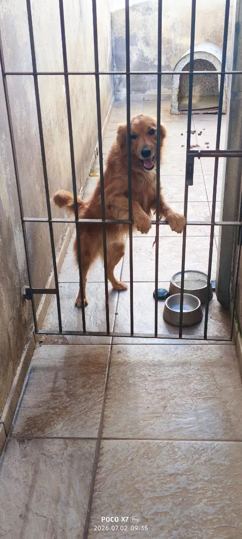 Cachorro raça SRD-ViraLata idade 7 a 11 meses nome Bob