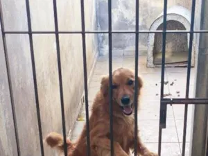 Cachorro raça SRD-ViraLata idade 7 a 11 meses nome Bob