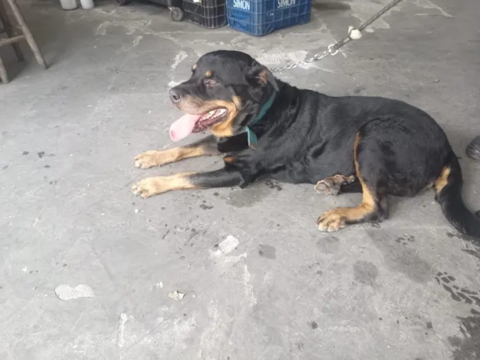 Cachorro raça Rottweiler idade 6 ou mais anos nome tobias