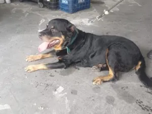 Cachorro raça Rottweiler idade 6 ou mais anos nome tobias