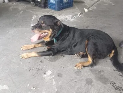 Cachorro raça Rottweiler idade 6 ou mais anos nome tobias