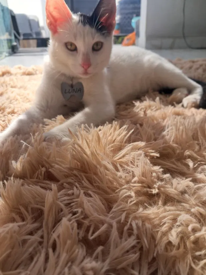 Gato raça SRD-ViraLata idade 1 ano nome Luna 