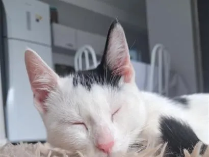Gato raça SRD-ViraLata idade 1 ano nome Luna 