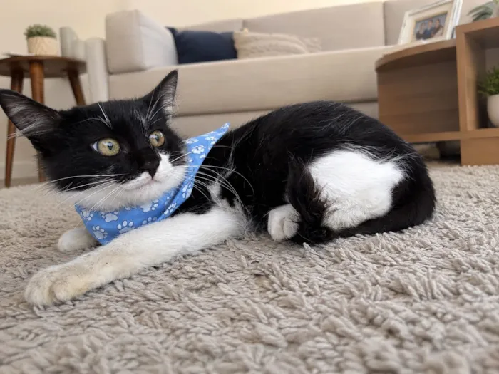 Gato raça SRD-ViraLata idade 2 a 6 meses nome Filhotes