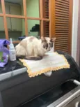 Amy