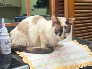 Gato raça SRD-ViraLata idade 2 a 6 meses nome Amy