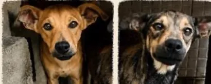 Cachorro raça SRD-ViraLata idade 2 a 6 meses nome Rosinha e espelhinho 