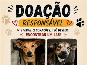 Cachorro raça SRD-ViraLata idade 2 a 6 meses nome Rosinha e espelhinho 