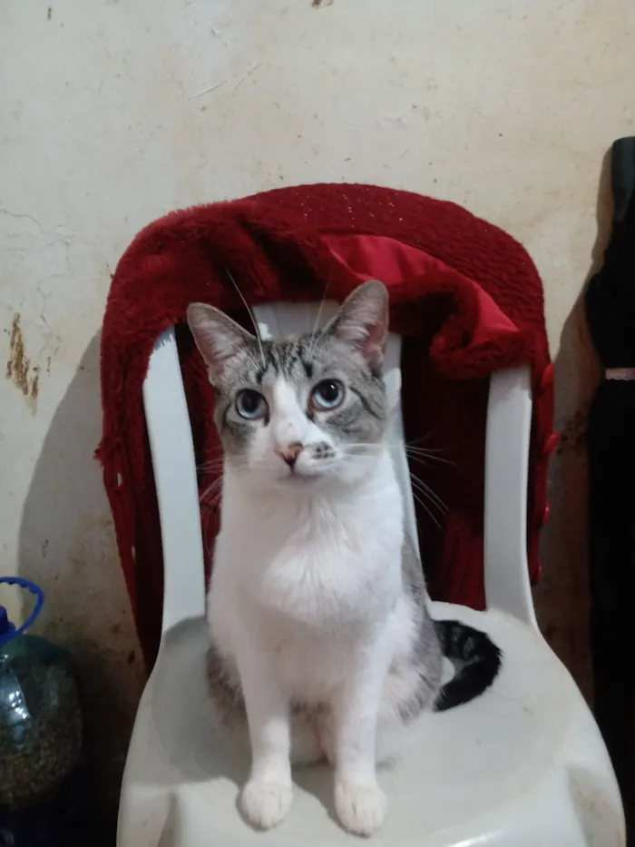 Gato raça SRD-ViraLata idade 1 ano nome Kàssia