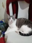Kàssia