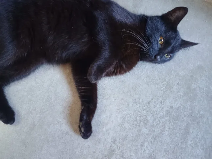 Gato raça SRD-ViraLata idade 2 a 6 meses nome Pantera