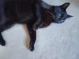 Pantera
