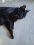Pantera