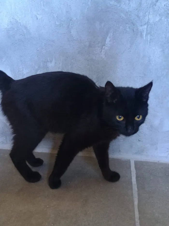 Gato raça SRD-ViraLata idade 2 a 6 meses nome Pantera