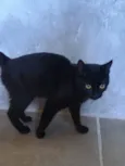 Pantera