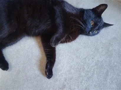 Gato raça SRD-ViraLata idade 2 a 6 meses nome Pantera