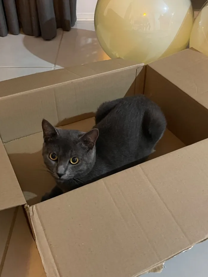 Gato raça SRD-ViraLata idade 1 ano nome Francisco