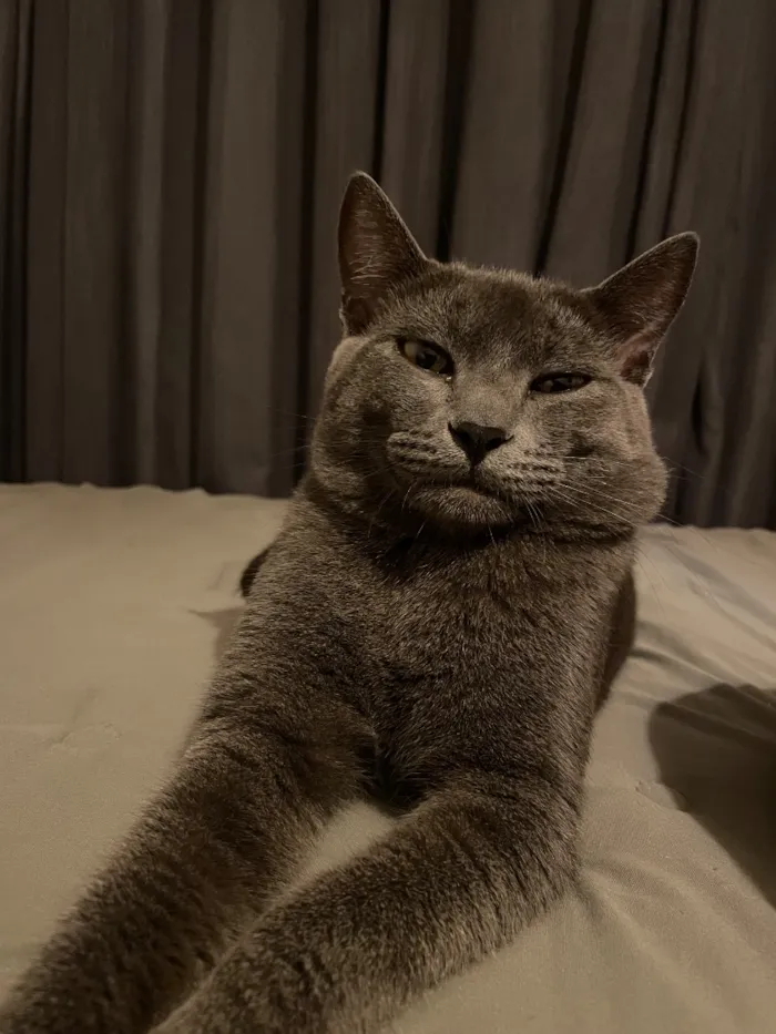 Gato raça SRD-ViraLata idade 1 ano nome Francisco