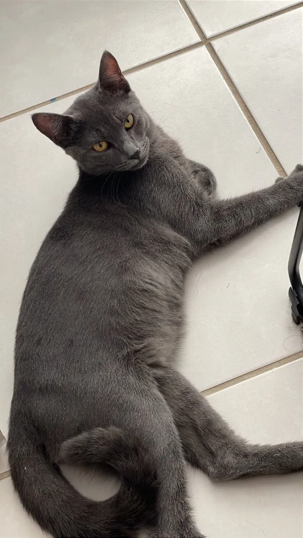 Gato raça SRD-ViraLata idade 1 ano nome Francisco