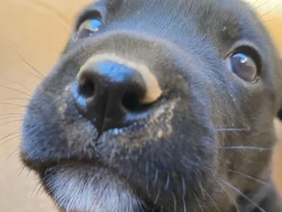 Cachorro raça SRD-ViraLata idade 2 a 6 meses nome Pretinha 
