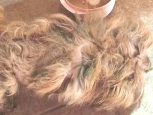 Cachorro raça Shitzu idade 5 anos nome Patrik