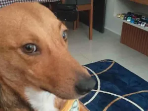 Cachorro raça SRD-ViraLata idade 1 ano nome luna 