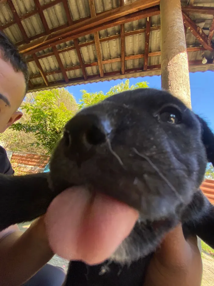 Cachorro raça SRD-ViraLata idade 2 a 6 meses nome Pretinha 
