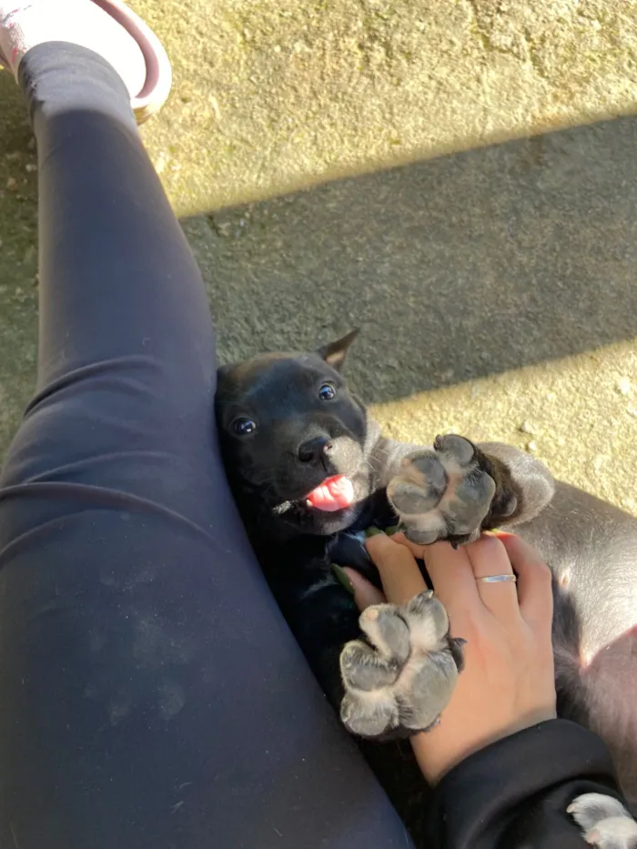 Cachorro raça SRD-ViraLata idade 2 a 6 meses nome Pretinha 