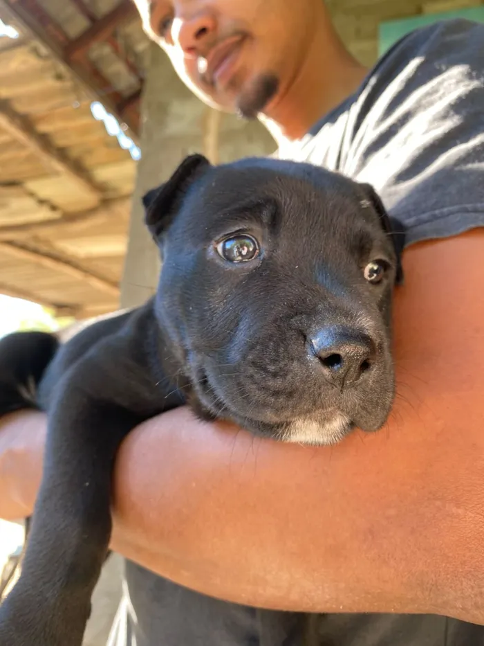 Cachorro raça SRD-ViraLata idade 2 a 6 meses nome Pretinha 